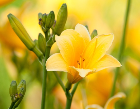 Beautiful hemerocallis, yellow flowerの写真素材