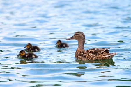 Duck and baby ducklings in the waterの写真素材