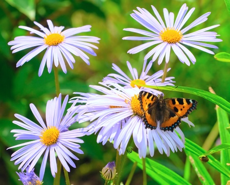Beautiful butterfly on chamomile flowerの写真素材