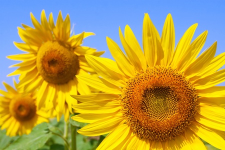 Bee on a beautiful sunflowerの写真素材
