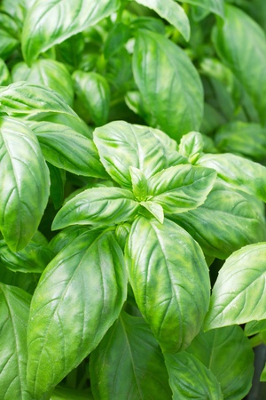 Fresh green basil leaves closeupの写真素材