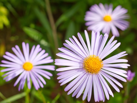 Blue daisy flowers closeupの写真素材