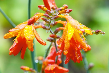 Orange flowers with water dropsの写真素材