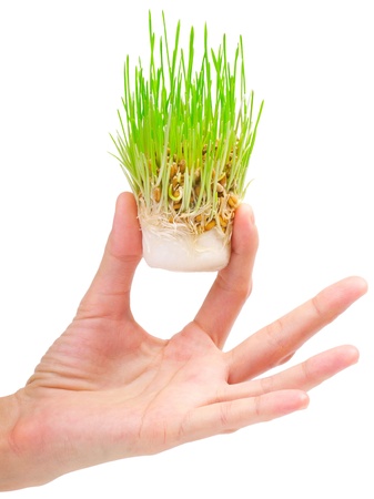 Fresh green grass in the hand on white backgroundの写真素材