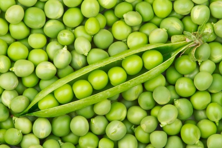 Fresh green pea pod on pile of pea grainsの写真素材