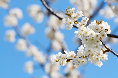 Spring blooming sakura cherry flowers branchの写真素材
