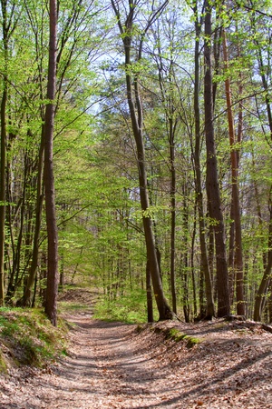 Path through the beautiful spring forestの写真素材