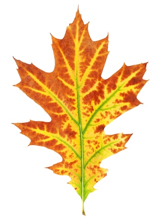 Yellow-red autumn leaf isolated on white backgroundの写真素材