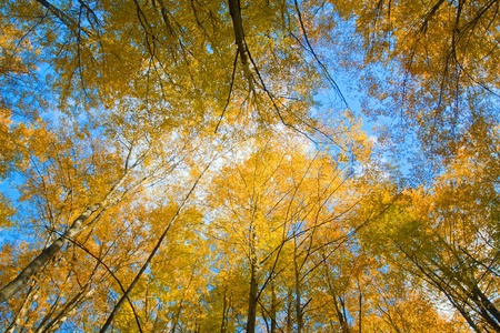 Beautiful yellow trees under blue autumnal skyの写真素材