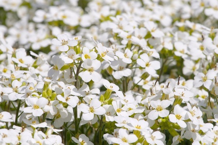 Pretty white flowers blooming in a gardenの写真素材