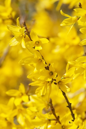 Yellow blossoms of forsythia bushの写真素材