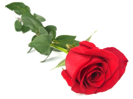 Beautiful red rose on white backgroundの写真素材