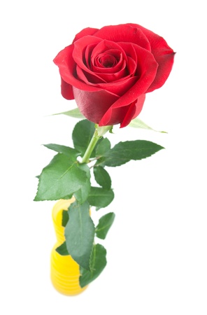 Red rose in a vase on white backgroundの写真素材