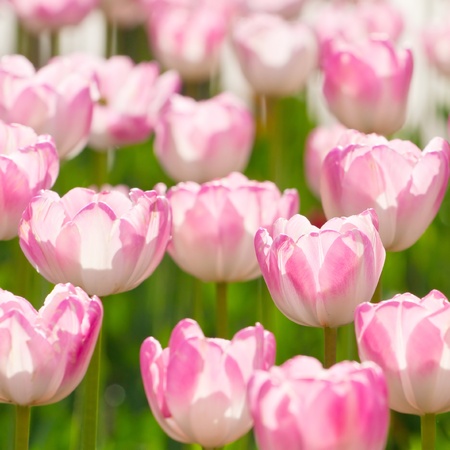 Beautiful pink blooming tulipsの写真素材