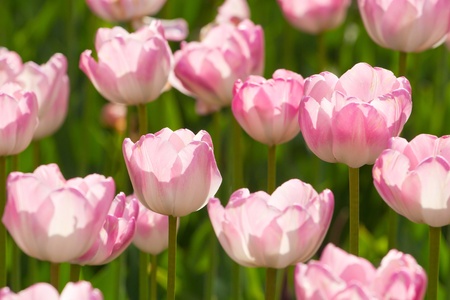 Beautiful pink blooming tulipsの写真素材