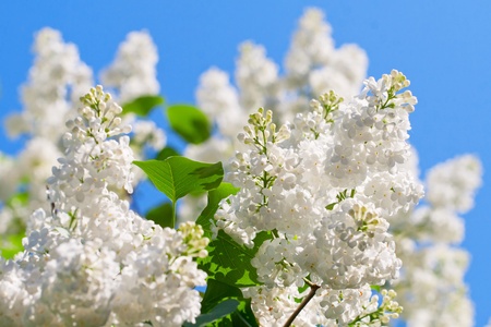 Blooming lilac flowersの写真素材