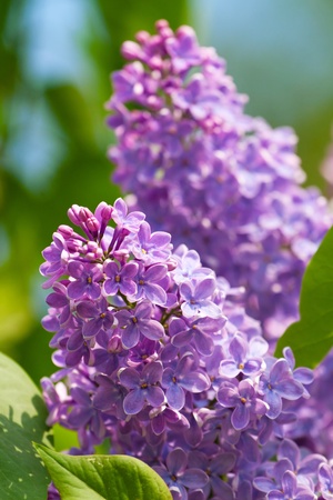 Branch of lilac flowers with the leavesの写真素材