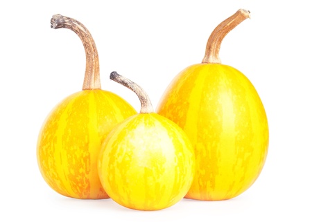 Three bright small decorative pumpkins on white backgroundの写真素材