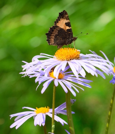 Butterfly on fine chamomile flowerの写真素材