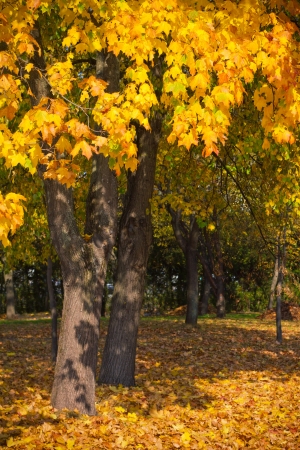 Yellow maple trees in the autumn parkの写真素材