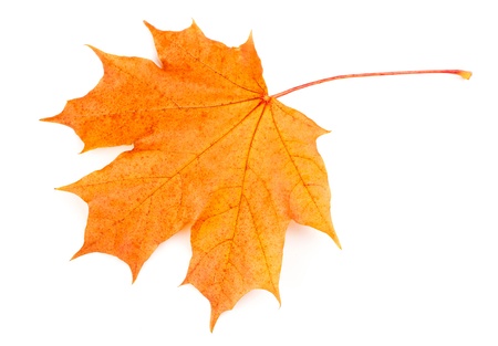 Yellow maple leaf isolated on white backgroundの写真素材