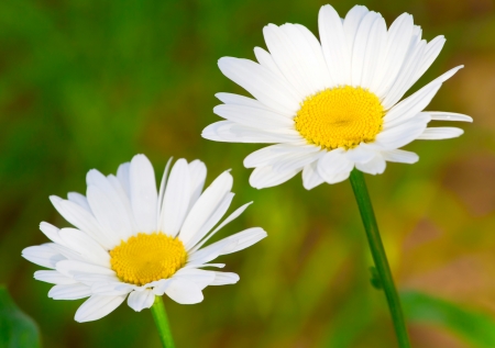 Beautiful sunny chamomile flowers close-upの写真素材