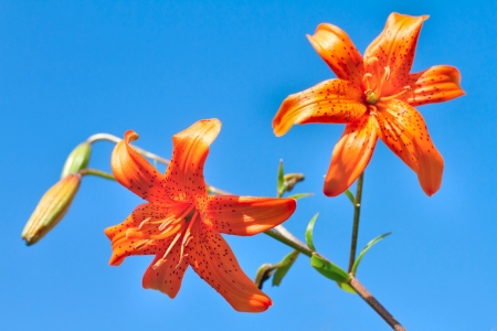 Closeup of a beautiful orange flowers against blue skyの写真素材