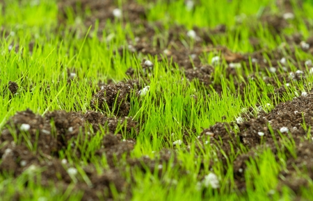 Closeup of young fresh green grass in the soilの写真素材