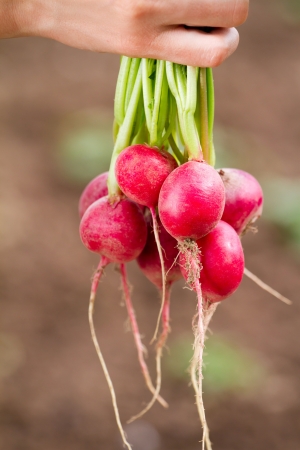 Fresh organic radish in woman's handの写真素材