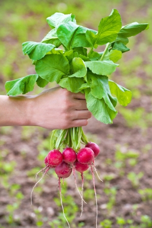 Fresh organic radish in woman's handの写真素材