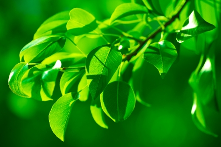 Green foliage in the morning sun beamsの写真素材
