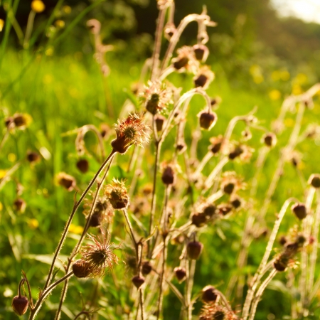 Sunny meadow grass and flowers close-upの写真素材