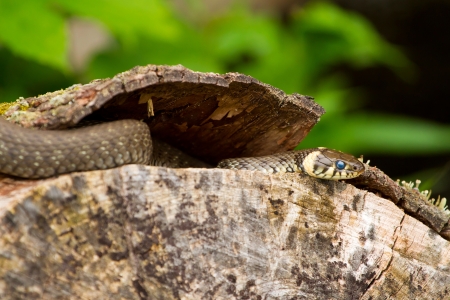 Wild european adder and its forked tongue on the woodの写真素材