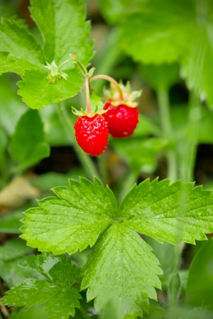 Closeup of a ripe wild strawberry berries growing on a meadowの写真素材