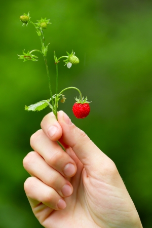 Hand holding ripe wild strawberry on a stemの写真素材