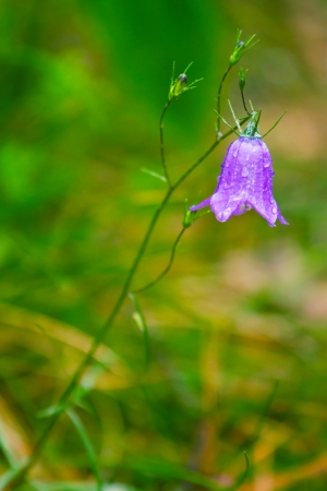 Closeup of blue bell flower after the rainの写真素材