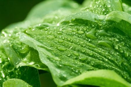 Close-up of fresh green leaves with water drops after rainの写真素材