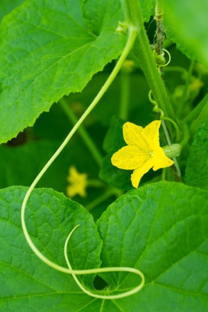 Yellow cucumber flower on green leaves backgroundの写真素材