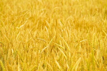 Golden wheat field backgroundの写真素材