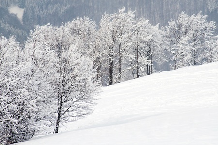 Snow covered branches in winter forestの写真素材