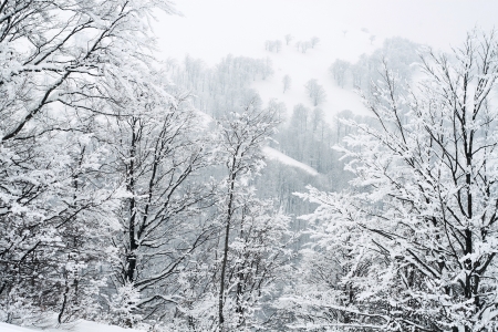 Snow covered branches in winter forestの写真素材