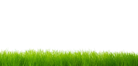 Green vibrant grass over white backgroundの写真素材
