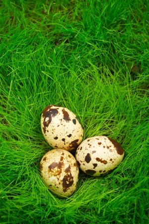 Easter quail eggs in the grassの写真素材