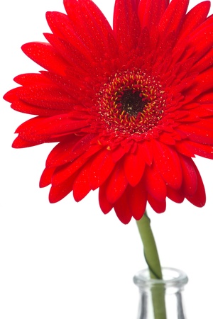 A red gerbera in a glass vaseの写真素材
