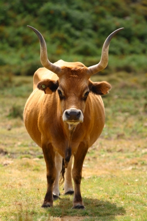 Portuguese mountain longhorn cattleの写真素材