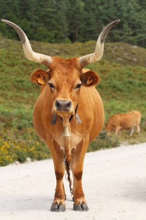 Portuguese mountain longhorn cattleの写真素材