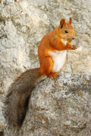 Cure red squirrel on a rockの写真素材