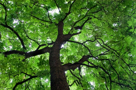 Looking up at a beautiful green colored treeの写真素材