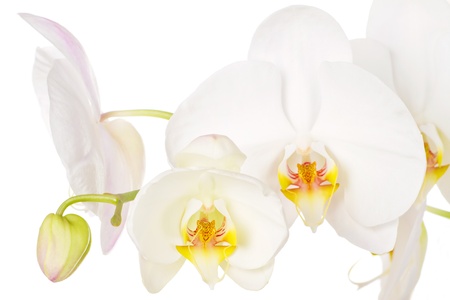 Close-up of white orchids flowers on white backgroundの写真素材