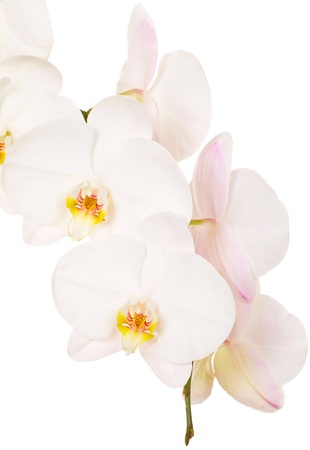 Close-up of white orchids flowers on white backgroundの写真素材